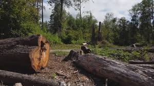 Best Fruit Tree Pruning  in Greenup, IL