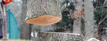 Best Tree Risk Assessment  in Greenup, IL